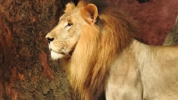 Detailní Záběr Lva Kameru Jungle King Lon Sedí Dívá Kameru — Stock video