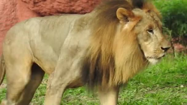 近くのライオンのカメラを探して ジャングルキングロン座って 詳細なビューでカメラに向かっている ライオンは本物の立ち姿でクローズアップ写真を撮っています 自然の中でジャングルの王ライオン ライオンキング孤立 — ストック動画