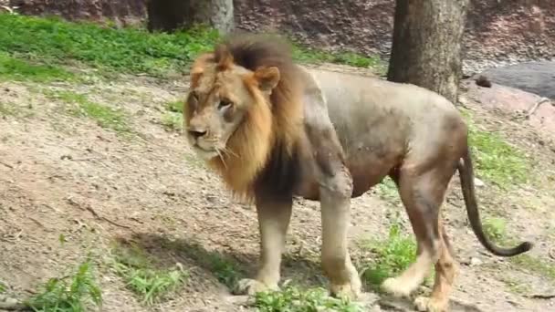 Primer Plano León Mirando Cámara Jungle King Lon Sentado Mirando — Vídeo de stock