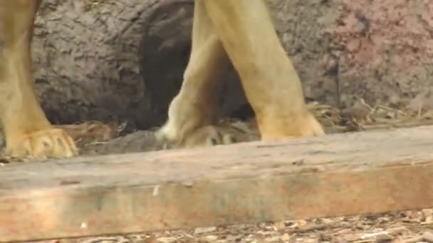 Closeup Λιοντάρι Κοιτάζοντας Προς Την Κάμερα Jungle King Lon Συνεδρίαση — Αρχείο Βίντεο