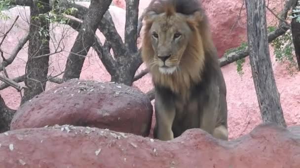 特写狮子看相机 丛林王龙坐着 仔细看相机 狮子看起来像帝王 特写摄影 森林之王大自然中的狮子 狮子之王被隔离了 — 图库视频影像
