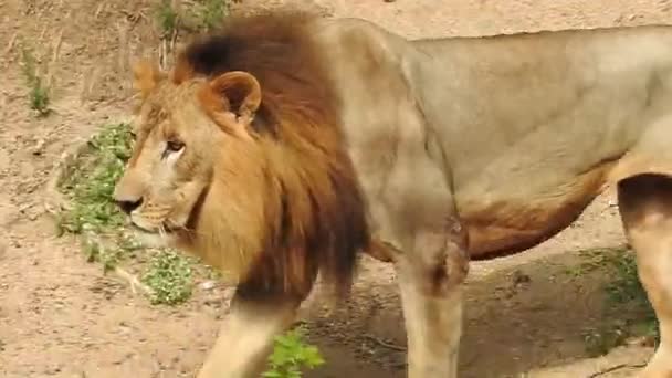카메라를 Jungle King Lon 은앉아서 시야로 카메라를 바라본다 사자가 모습을 — 비디오