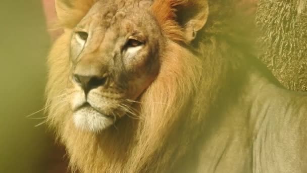 Großaufnahme Löwe Mit Blick Die Kamera Dschungelkönig Lon Sitzt Und — Stockvideo