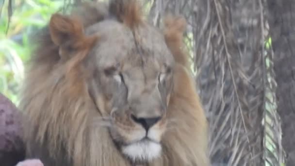 Primer Plano León Mirando Cámara Jungle King Lon Sentado Mirando — Vídeos de Stock