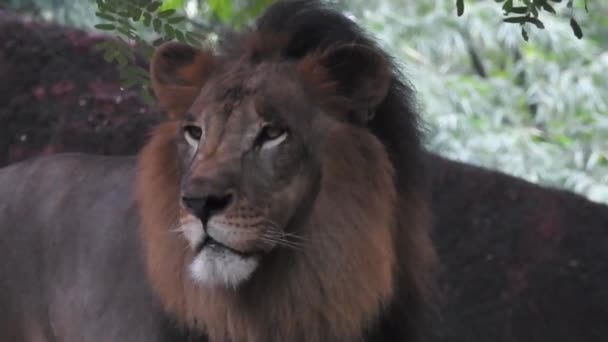 Closeup Lion Looking Camera Jungle King Lon Sitting Looking Camera — Stock Video