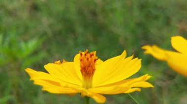 Bal arısına yakın çekim, sarı karahindiba çiçeğinin üzerindeki polenle kaplanmış arı. Arı ve çiçek. Güneşli bir günde, büyük çizgili bir arı sarı bir çiçekte bal toplar. Makro yatay fotoğrafçılık. Yaz ve bahar arkaplan kapanışı