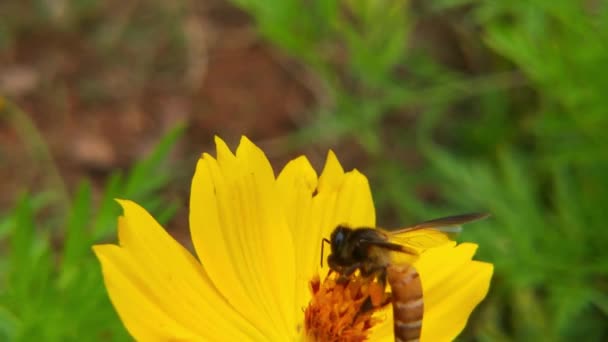 Nahaufnahme Von Honigbiene Biene Mit Pollen Auf Gelben Löwenzahn Blume — Stockvideo