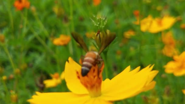 Closeup Honeybee Bee Covered Pollen Yellow Dandelion Flower Bee Flower — Stock Video