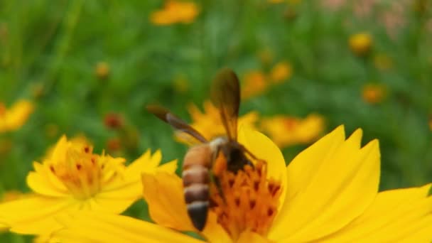 ミツバチのクローズアップ 黄色のタンポポの花の花粉に覆われた蜂 蜂と花 大きな縞模様の蜂のクローズアップは 晴れた日に黄色の花に蜂蜜を収集します マクロ水平撮影 夏と春の背景蜂の密接な — ストック動画