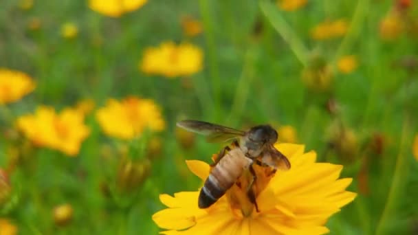 Närbild Honungsbi Täckt Pollen Gul Maskros Blomma Bin Och Blomma — Stockvideo