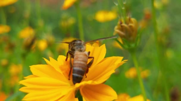 Zbliżenie Pszczoły Miodnej Pszczoły Pokrytej Pyłkiem Żółtym Kwiatku Mniszka Lekarskiego — Wideo stockowe