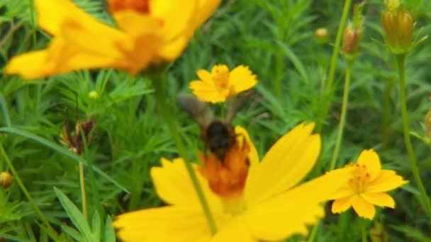Detailní Záběr Včely Medonosné Včela Pokrytá Pylem Žlutém Pampeliškovém Květu — Stock video