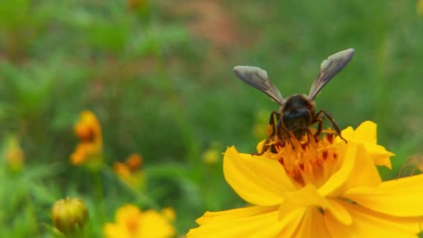 Zbliżenie Pszczoły Miodnej Pszczoły Pokrytej Pyłkiem Żółtym Kwiatku Mniszka Lekarskiego — Wideo stockowe