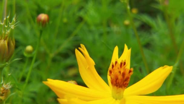 蜜蜂的特写 蜜蜂被花粉覆盖在黄色的蒲公英花上 蜜蜂和花朵 在阳光灿烂的日子里 一只大而有条纹的蜜蜂在一朵黄色的花朵上采蜜 宏观水平摄影 夏春背景蜜蜂特写 — 图库视频影像