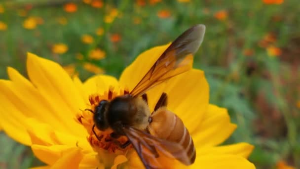 꿀벌의 꽃봉오리와 꽃가루로 벌입니다 일월의 커다란 줄무늬 모은다 매크로 배경을 — 비디오
