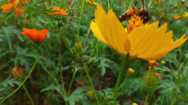 蜜蜂的特写 蜜蜂被花粉覆盖在黄色的蒲公英花上 蜜蜂和花朵 在阳光灿烂的日子里 一只大而有条纹的蜜蜂在一朵黄色的花朵上采蜜 宏观水平摄影 夏春背景蜜蜂特写 — 图库视频影像