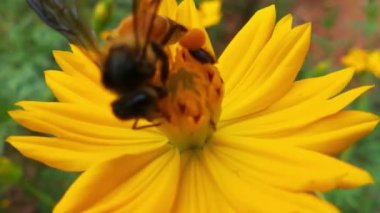 Arı ve çiçek. Güneşli bir günde, büyük çizgili bir arı sarı bir çiçekte bal toplar. Makro yatay fotoğrafçılık. Yaz ve bahar arkaplanı. Bal arısı Coreopsis 'in görkemli çiçek nektarını yiyor. Bal arısının yakın plan görüntüsü. 