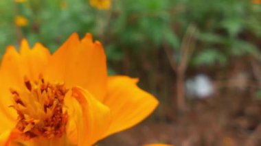 Arı ve çiçek. Güneşli bir günde, büyük çizgili bir arı sarı bir çiçekte bal toplar. Makro yatay fotoğrafçılık. Yaz ve bahar arkaplanı. Bal arısı Coreopsis 'in görkemli çiçek nektarını yiyor. Bal arısının yakın plan görüntüsü. 