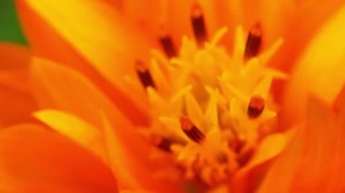 Arı ve çiçek. Güneşli bir günde, büyük çizgili bir arı sarı bir çiçekte bal toplar. Makro yatay fotoğrafçılık. Yaz ve bahar arkaplanı. Bal arısı Coreopsis 'in görkemli çiçek nektarını yiyor. Bal arısının yakın plan görüntüsü. 