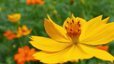 Arı ve çiçek. Güneşli bir günde, büyük çizgili bir arı sarı bir çiçekte bal toplar. Makro yatay fotoğrafçılık. Yaz ve bahar arkaplanı. Bal arısı Coreopsis 'in görkemli çiçek nektarını yiyor. Bal arısının yakın plan görüntüsü. 