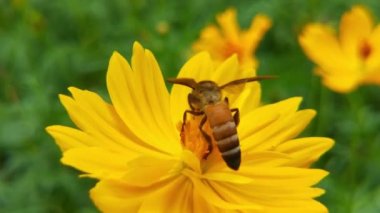 Arı ve çiçek. Güneşli bir günde, büyük çizgili bir arı sarı bir çiçekte bal toplar. Makro yatay fotoğrafçılık. Yaz ve bahar arkaplanı. Bal arısı Coreopsis 'in görkemli çiçek nektarını yiyor. Bal arısının yakın plan görüntüsü. 