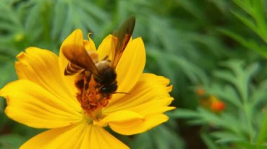 Arı ve çiçek. Güneşli bir günde, büyük çizgili bir arı sarı bir çiçekte bal toplar. Makro yatay fotoğrafçılık. Yaz ve bahar arkaplanı. Bal arısı Coreopsis 'in görkemli çiçek nektarını yiyor. Bal arısının yakın plan görüntüsü. 