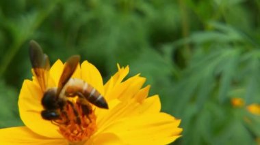 Arı ve çiçek. Güneşli bir günde, büyük çizgili bir arı sarı bir çiçekte bal toplar. Makro yatay fotoğrafçılık. Yaz ve bahar arkaplanı. Bal arısı Coreopsis 'in görkemli çiçek nektarını yiyor. Bal arısının yakın plan görüntüsü. 