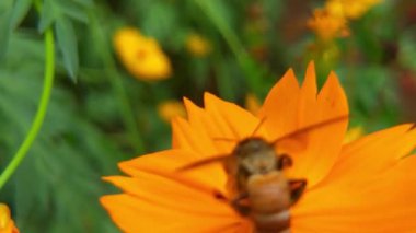 Arı ve çiçek. Güneşli bir günde, büyük çizgili bir arı sarı bir çiçekte bal toplar. Makro yatay fotoğrafçılık. Yaz ve bahar arkaplanı. Bal arısı Coreopsis 'in görkemli çiçek nektarını yiyor. Bal arısının yakın plan görüntüsü. 