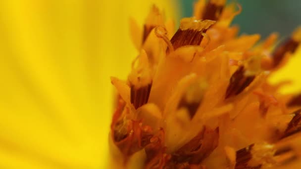 Бджола Квітка Крупним Планом Велика Смугаста Бджола Збирає Мед Жовтій — стокове відео