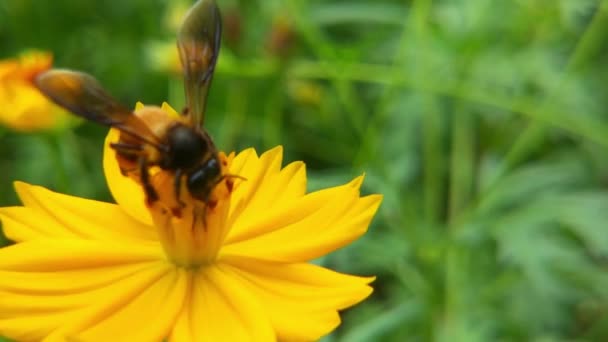 蜂と花 大きな縞模様の蜂のクローズアップは 晴れた日に黄色の花に蜂蜜を収集します マクロ水平撮影 夏と春の背景ミツバチがコリアシの花の蜜を食べる詳細情報 — ストック動画