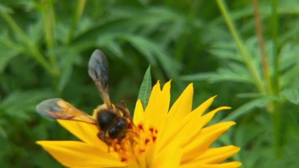 Méhecske Virág Közelkép Egy Nagy Csíkos Méh Gyűjti Méz Egy — Stock videók