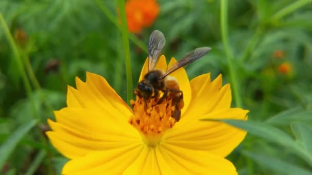 蜂と花 大きな縞模様の蜂のクローズアップは 晴れた日に黄色の花に蜂蜜を収集します マクロ水平撮影 夏と春の背景ミツバチがコリアシの花の蜜を食べる詳細情報 — ストック動画