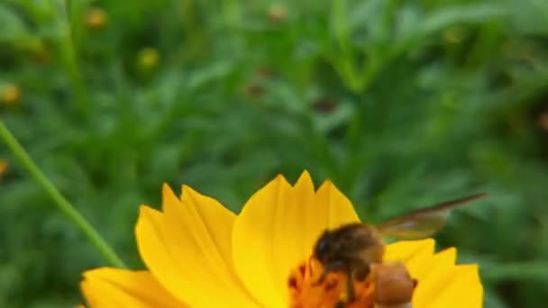 Včela Květina Detailní Záběr Velké Pruhované Včely Sbírá Med Žlutém — Stock video