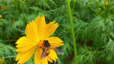 Arı ve çiçek. Güneşli bir günde, büyük çizgili bir arı sarı bir çiçekte bal toplar. Makro yatay fotoğrafçılık. Yaz ve bahar arkaplanı. Bal arısı Coreopsis 'in görkemli çiçek nektarını yiyor. Bal arısının yakın plan görüntüsü. 