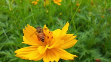 Arı ve çiçek. Güneşli bir günde, büyük çizgili bir arı sarı bir çiçekte bal toplar. Makro yatay fotoğrafçılık. Yaz ve bahar arkaplanı. Bal arısı Coreopsis 'in görkemli çiçek nektarını yiyor. Bal arısının yakın plan görüntüsü. 