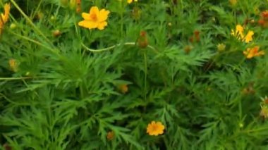 Arı ve çiçek. Güneşli bir günde, büyük çizgili bir arı sarı bir çiçekte bal toplar. Makro yatay fotoğrafçılık. Yaz ve bahar arkaplanı. Bal arısı Coreopsis 'in görkemli çiçek nektarını yiyor. Bal arısının yakın plan görüntüsü. 