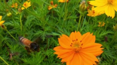 Arı ve çiçek. Güneşli bir günde, büyük çizgili bir arı sarı bir çiçekte bal toplar. Makro yatay fotoğrafçılık. Yaz ve bahar arkaplanı. Bal arısı Coreopsis 'in görkemli çiçek nektarını yiyor. Bal arısının yakın plan görüntüsü. 