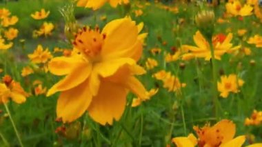 Arı ve çiçek. Güneşli bir günde, büyük çizgili bir arı sarı bir çiçekte bal toplar. Makro yatay fotoğrafçılık. Yaz ve bahar arkaplanı. Bal arısı Coreopsis 'in görkemli çiçek nektarını yiyor. Bal arısının yakın plan görüntüsü. 