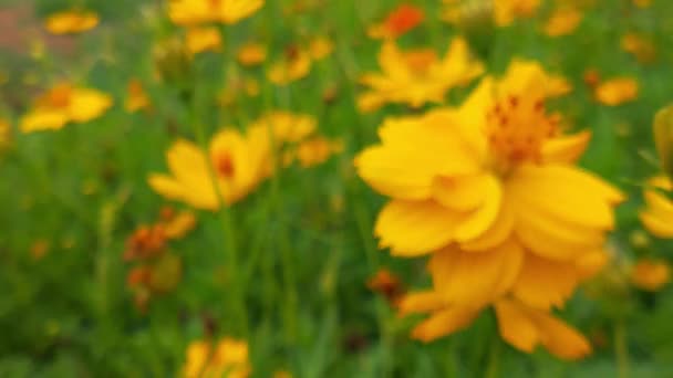 Câmera Lenta Abelhas Insetos Reunir Néctar Flores Colza Amarelas Abelha — Vídeo de Stock