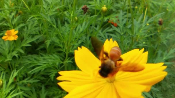 Замедление Движения Пчел Насекомых Собирает Нектар Желтых Рапсовых Цветах Медоносная — стоковое видео