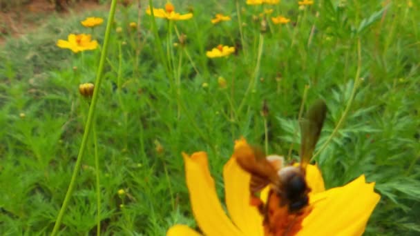 昆虫的缓慢运动在油籽地里忙着采蜜的黄菜花蜜蜂上采蜜 在春光明媚的晨花树上努力采蜜 蜜蜂从果园的白花中采集花粉 蜜蜂和花朵 — 图库视频影像