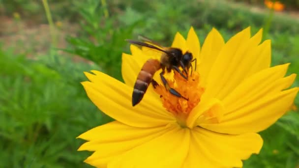 Böcek Arılarının Yavaş Çekimde Sarı Kolza Çiçekleri Üzerinde Nektar Toplarlar — Stok video
