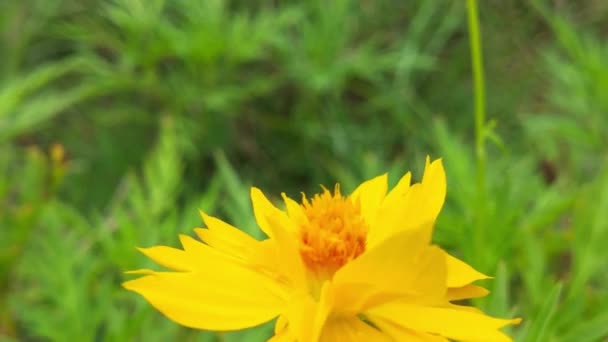Câmera Lenta Abelhas Insetos Reunir Néctar Flores Colza Amarelas Abelha — Vídeo de Stock