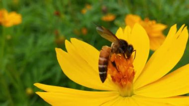 Böcek arılarının yavaş çekimde sarı kolza çiçekleri üzerinde nektar toplarlar bal arısı yağ tohumu tarlasında meşguldür ilkbaharda güneşli bir sabah polen balı toplamak için çok çalışır çiçek açan ağaç. Arı meyve bahçesindeki beyaz çiçeklerden polen topluyor. Arı ve çiçek. Arı