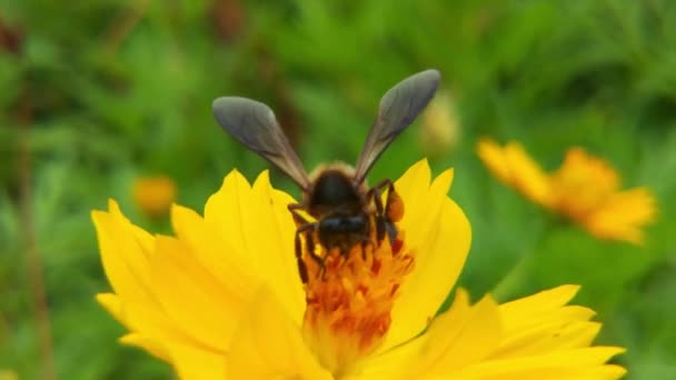 Lassú Mozgás Rovarok Méhek Gyűjteni Nektár Sárga Repce Virágok Méh — Stock videók