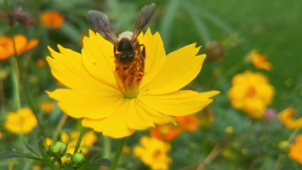 Slow Motion Van Insect Bijen Verzamelen Nectar Gele Koolzaad Bloemen — Stockvideo
