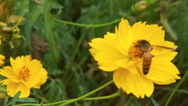 Cámara Lenta Las Abejas Insectos Recogen Néctar Las Flores Colza — Vídeos de Stock