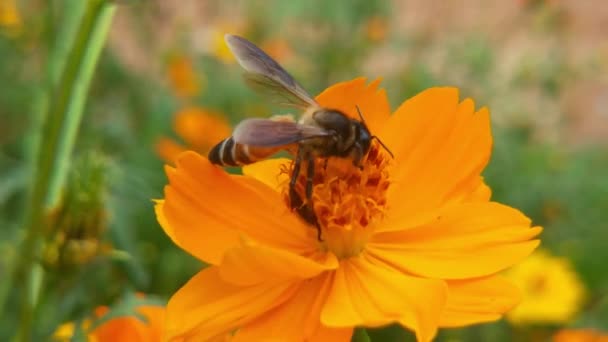 昆虫蜂の動きが遅い黄色の菜の花に蜜を集める油田で忙しいミツバチは 春の晴れた朝に花粉蜜を集めるために懸命に働きます 蜂は果樹園の白い花から花粉を集める 蜂と花 — ストック動画