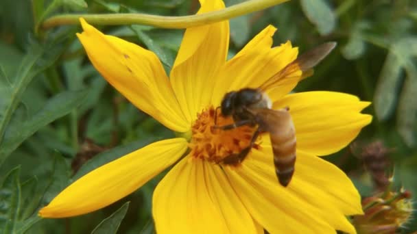 Ralenti Des Insectes Abeilles Recueillir Nectar Sur Jaune Colza Fleurs — Video