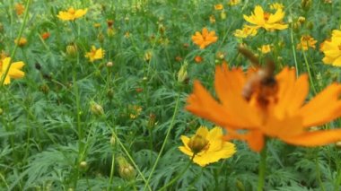 Çiçek açan ağaç. Arı meyve bahçesindeki beyaz çiçeklerden polen topluyor. Arı ve çiçek. Güneşli bir günde, büyük çizgili bir arı sarı bir çiçekte bal toplar. Makro yatay fotoğrafçılık. Yaz ve bahar arkaplanı Balarısı yiyor 